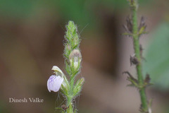 Justicia wynaadensis